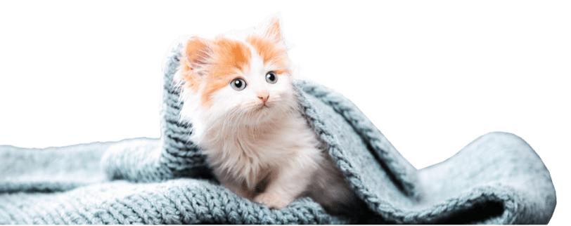 Cat drying in a towel