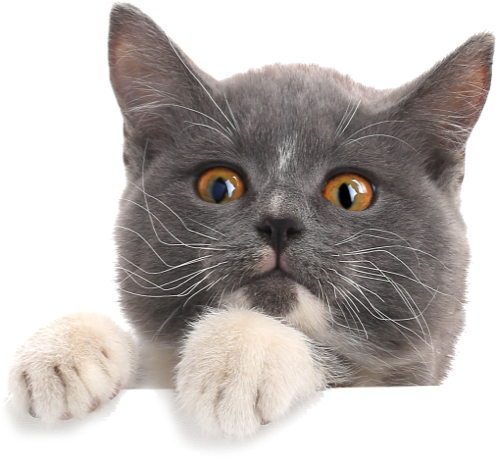 Pet Grooming Dubai