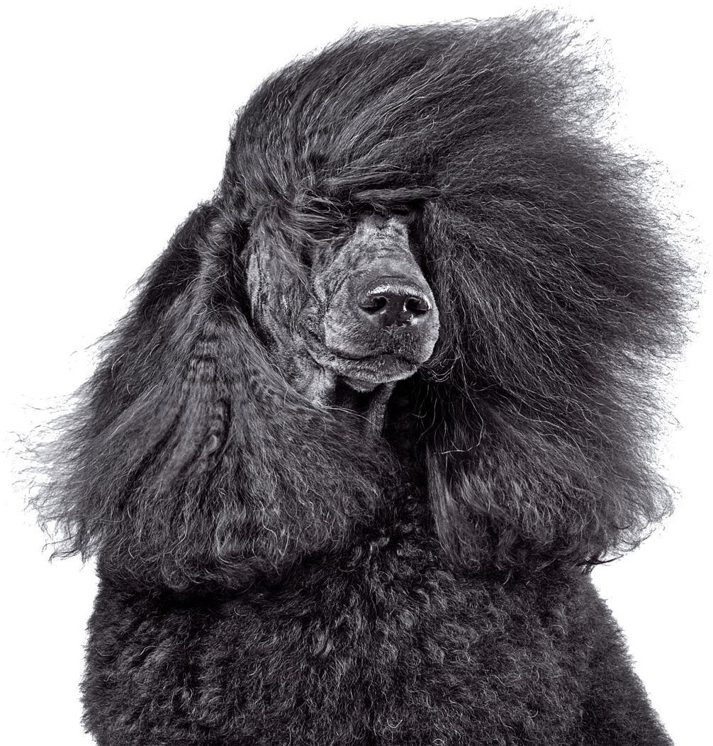 Dog getting a hair blow dry