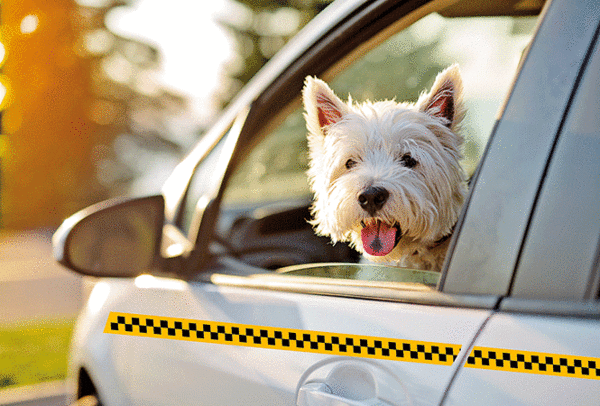 pet taxi dubai