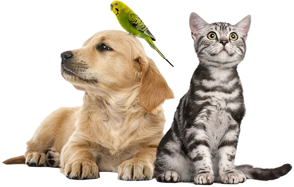 cat, dog and parrot