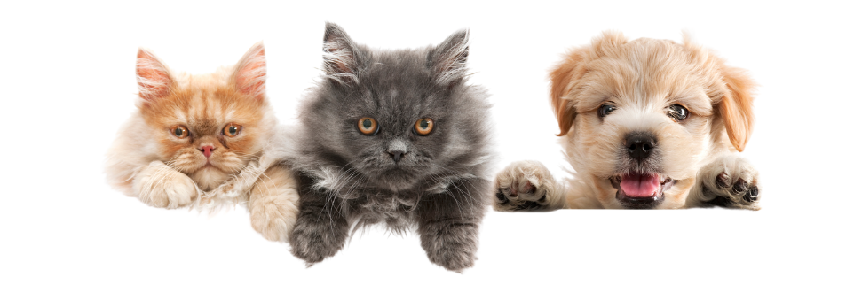 2 cats and one dog