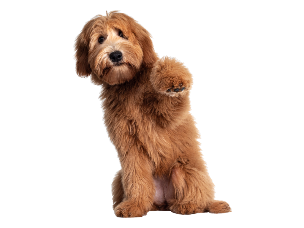 dog raise his left hand say hi