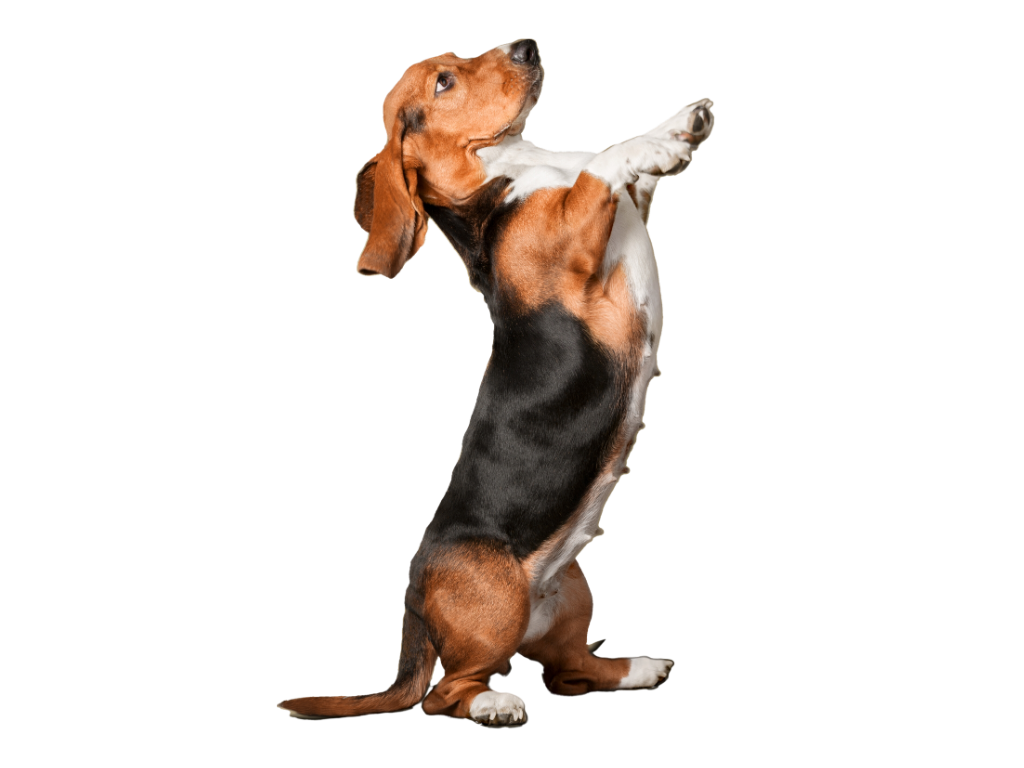 Dog standing on hind legs and raising hands