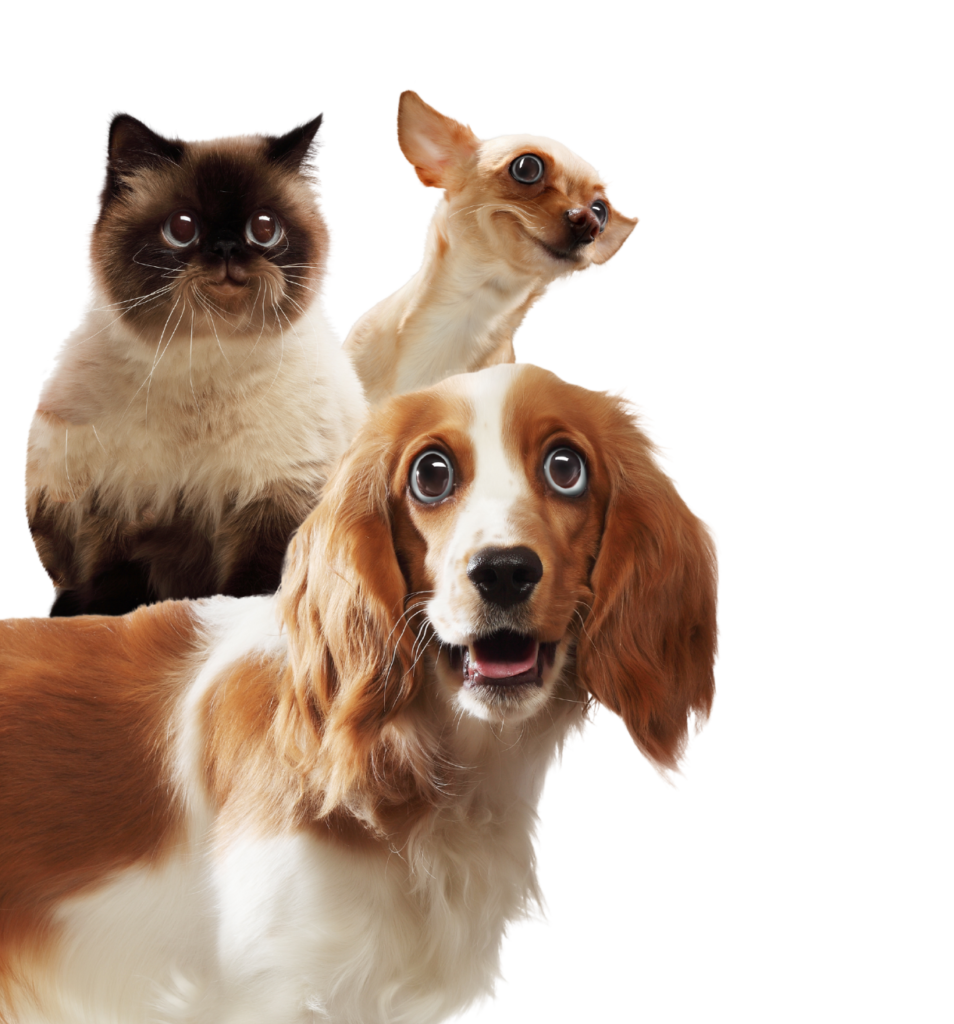 2 dogs and one cat