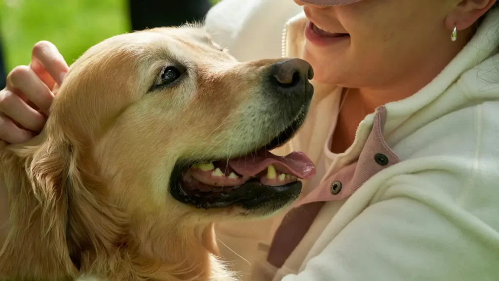best dog boarding Dubai