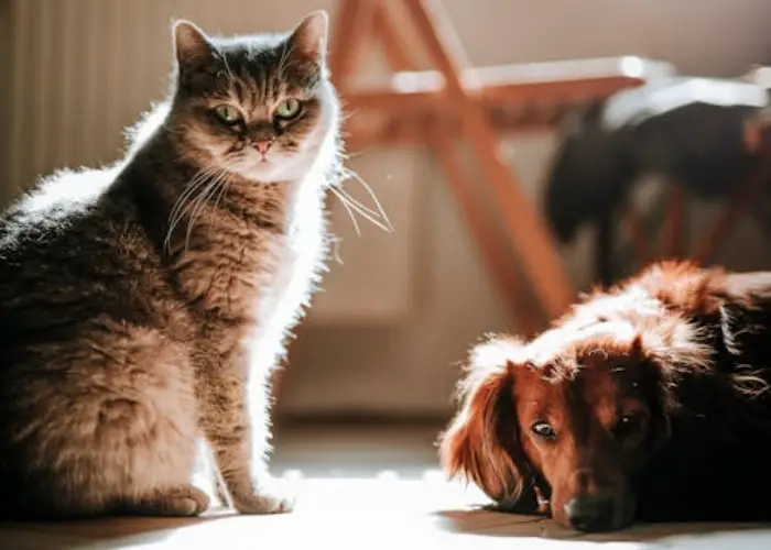 Pet grooming