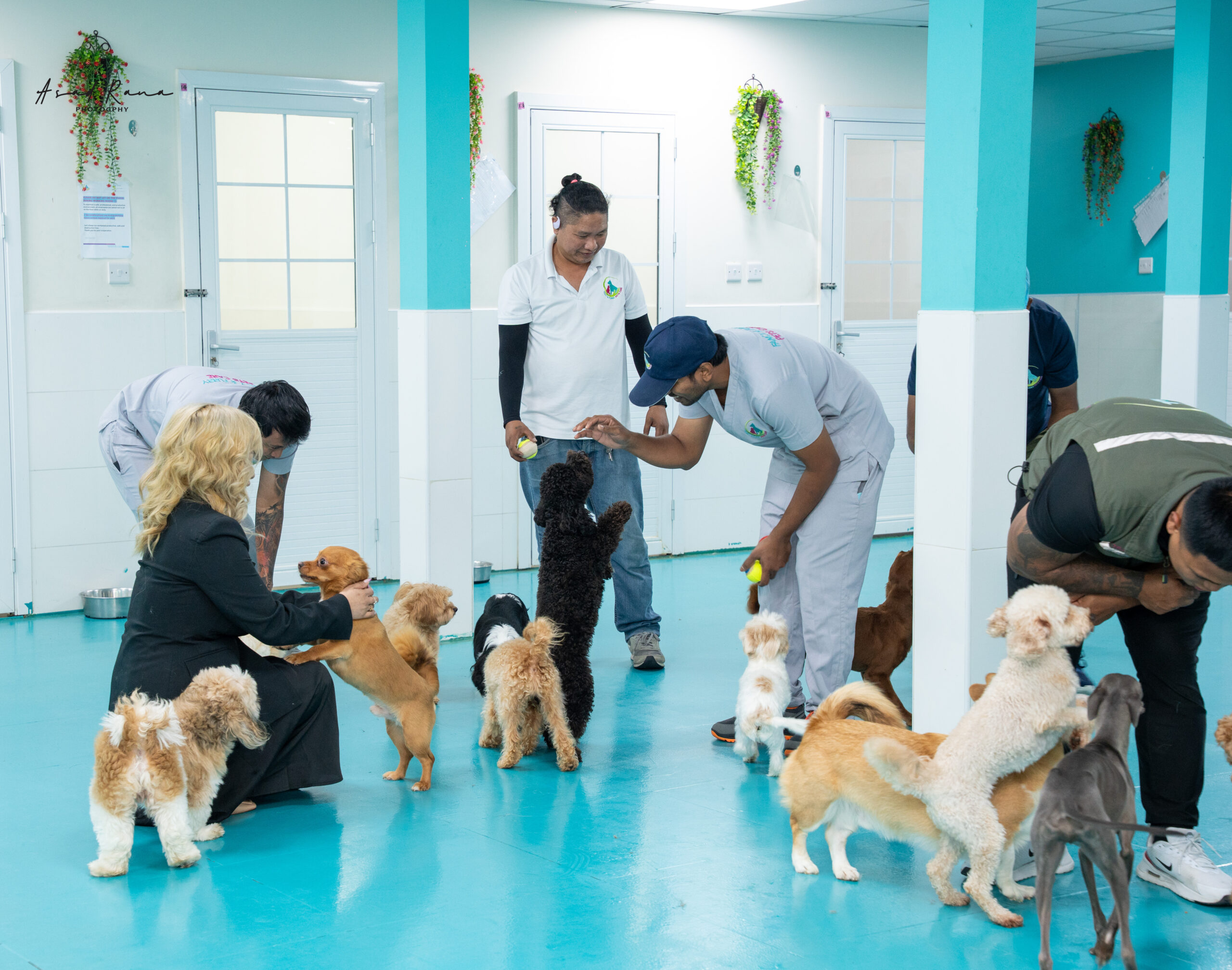 Pet Daycare