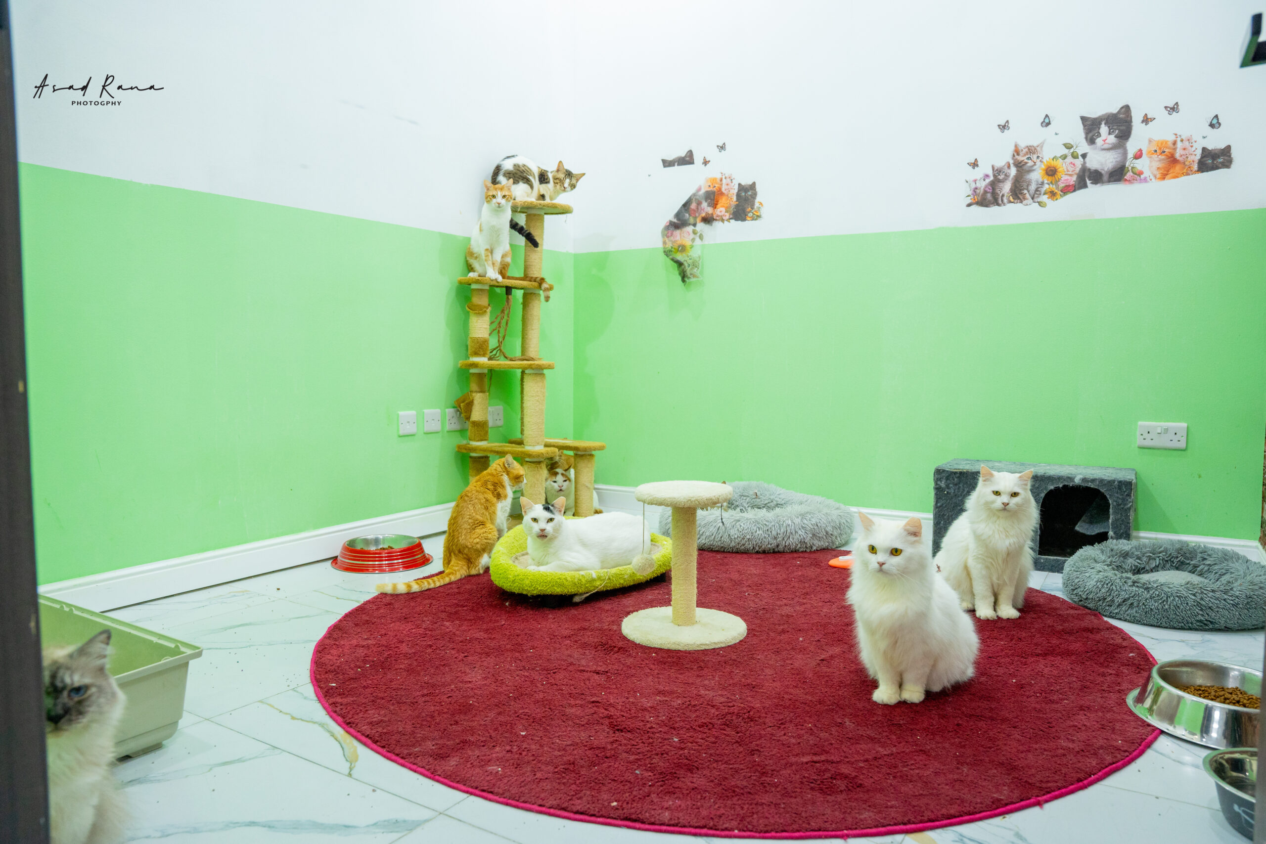 Pet Boarding